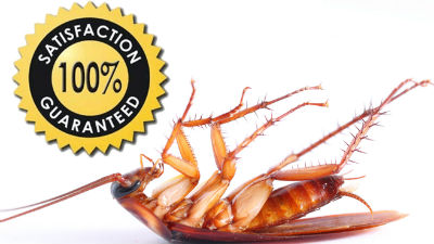 best-pest-control-warner-robins-georgia.jpg