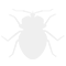 Bed Bug Treatment